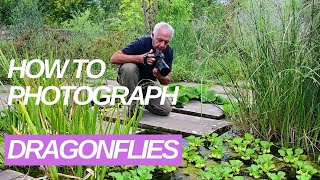 10 tips for dragonfly photography