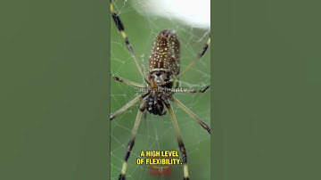 Why Creepy crawly Silk Is More grounded Than Steel.... #shorts #animals #subscribe