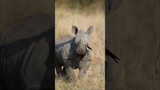 Rhino Calf Shakes off a Red-Billed Oxpecker