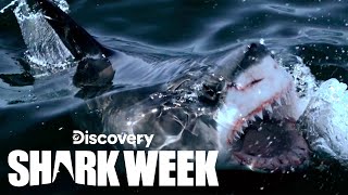 Searching for the Missing Great Whites of South Africa | Shark Week