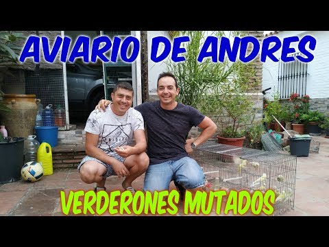 AVIARIO DE VERDERÓN MUTADO ANDRÉS