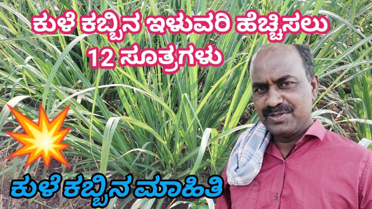 Kule Kabbina iluvari Hechisalu 12 Sutragalu || Kule Kabbina Mahiti 🤔