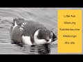 Little Auk, Alkekung, Krabbentaucher, Alkekonge, Alle alle