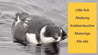 Little Auk, Alkekung, Krabbentaucher, Alkekonge, Alle alle