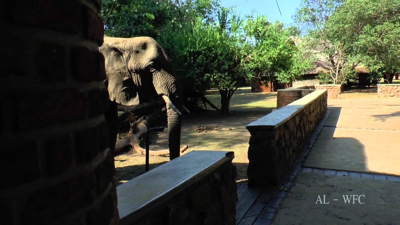 elephants visiting mfuwe lodge