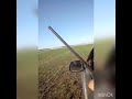 caza de avestruz