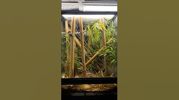 Building a bamboo biome for some neon day geckos with some ZooMed supplies and 18x18x24 enclosure.