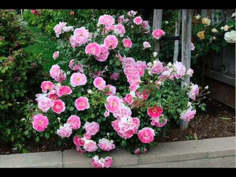 ჩვენი ვარდები