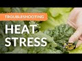 Surviving the Heat: How to Help Your Plants Beat Plant Heat Stress