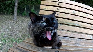 二匹のサビ猫が公園のベンチを占領する