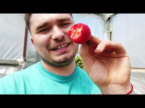 დამწიფდა პირველი ნაყოფები გრუნტზე