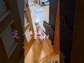 【猫和尚】リクエストに応えてエッホエッホやってみた #猫 #猫動画 #cat #cute