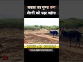 बवाल से पंगा लेना शेरनी को पड़ा महंगा 😂 । Animal shorts । #shorts #ytshorts