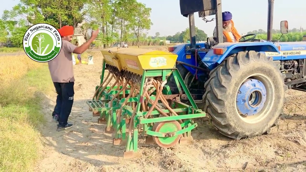 Wheat #riar_sugarcane_farm