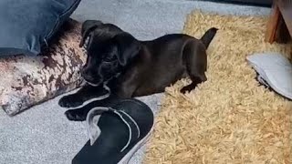 Patterdale Terrier Puppy Doesnt Like The Brush