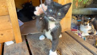 Funny kitten is doing boxing training, adorable