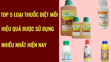 Tốp 5 Loại Thuốc Diệt Mối Hiệu Quả Được Sử Dụng Nhiều Nhất Hiện Nay
