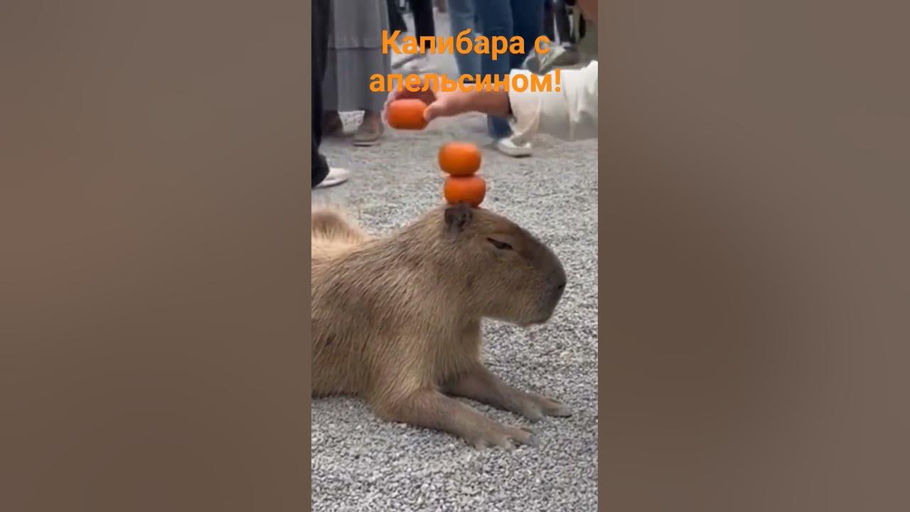 капибара с апельсином - YouTube