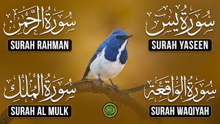 Most Beautiful Surah Yaseen (Yasin) | Surah Rahman | Surah Waqiah | Surah Mulk | 012
