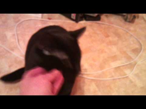 Video: Loppdermatit Hos Katter: Symptom, Behandling