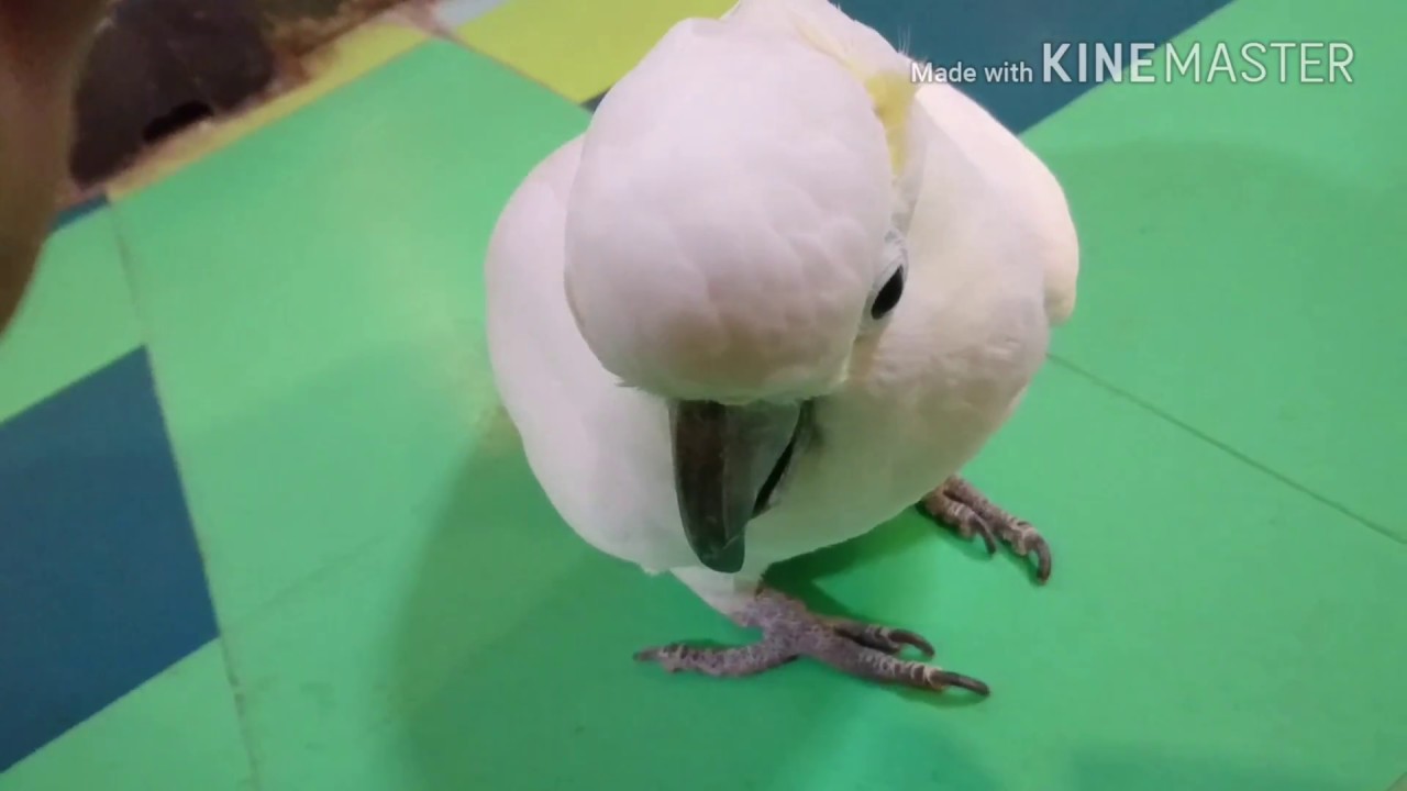 人懐っこいキバタンinひらパー どうぶつハグハグたうん Youtube