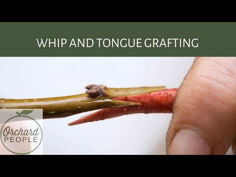 Whip and Tongue grafting and how to graft an apple tree