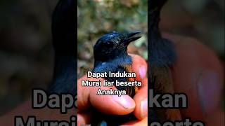MEMBURU INDUKAN MURAI & ANAKNYA DI KOMPLEKS PERKOTAAN #kicau_mania #kacerfighter #murai #fypシ