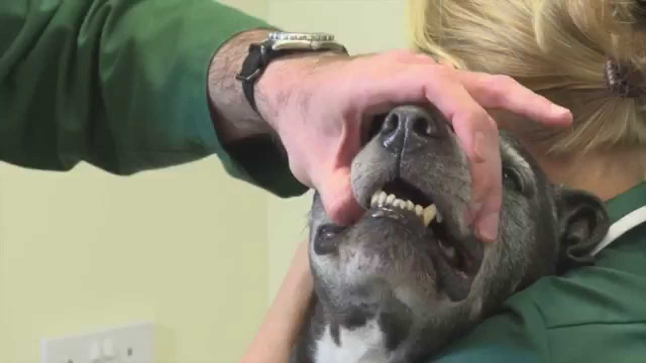 Pet Care Tips- How to give a dog a pill Pet Care Tips- How to give a dog a pill