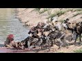 Wild Dogs Pull Impala OUT of Dam | HUGE Fight with Hyenas