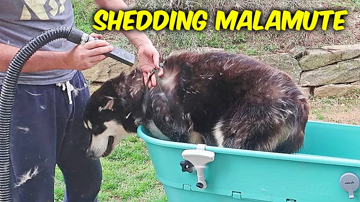 So You Want Alaskan Malamute? Be Ready For This!