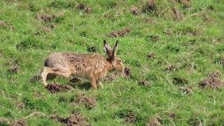 A Sunshine Hare here in Maulds Meaburn.