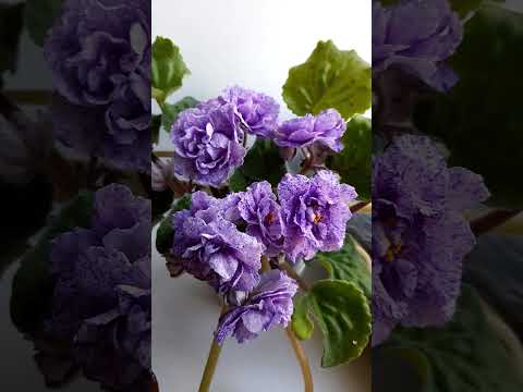 НД-Шалфей, сортовая фиалка