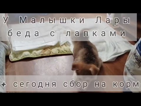 У малышки Лары беда с лапками + сегодня сбор на корм