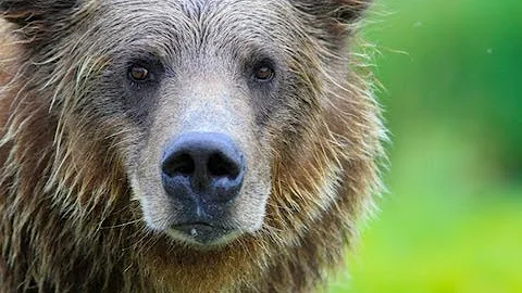 EXPLORING THE GRIZZLY MAZE