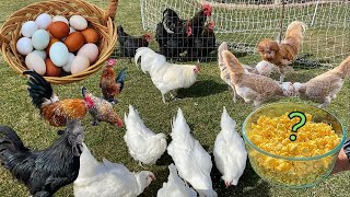 An Easy, Healthy Recipe To Maximize Chicken Health and Egg Quality🐣🐥🐔 by MerryLand 6,096 views 1 month ago 24 minutes