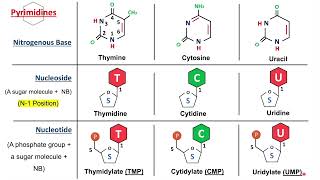 Introduction to Nucleic Acids, Nucleosides and Nucleotides | Biochemistry Basics