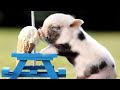 Cute Baby Animal Videos Compilation 2023 - Amazing Animal Facts Funny Baby Animals Moments for Kids