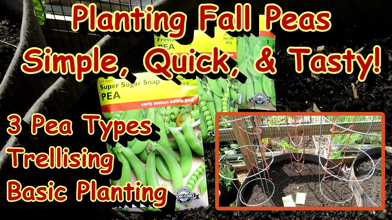 When To Plant Fall Peas In Ohio When To Plant Fall Peas In Ohio