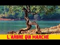 Les aventures mystrieuses ep86 larbre qui marche