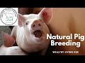 Natural Pig Breeding PH | Cebu piggery