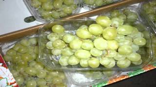 grapes suppliers in egypt,egyptian fresh grapes for sale,grapes farms in egypt