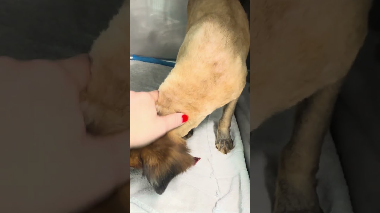 30 Dogs Trapped In Hoarding Nightmare Finally Free From Confinement But Not The Consequences