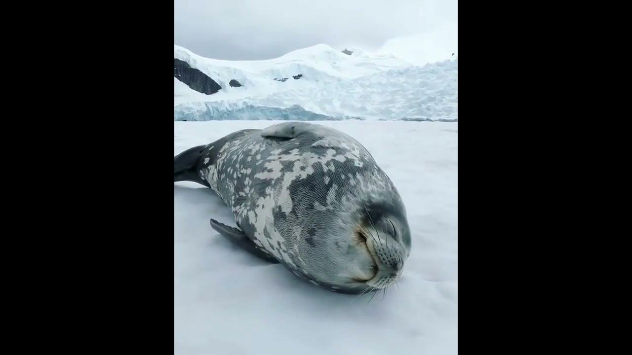 Cute Seal Noises YouTube