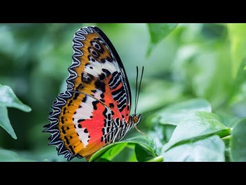 Видео: 🦋Тропический сад бабочек в г.Конье 🇹🇷 Konya Tropical Butterfly Garden