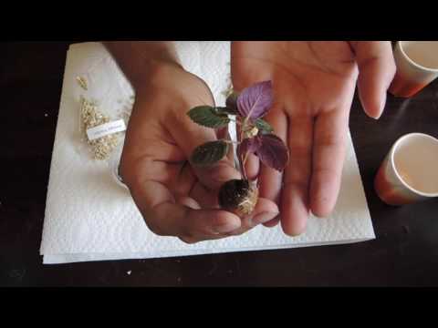 Video: Tumbuhan Gesneriad Dalaman – Cara Menanam Gesneriad Di Rumah