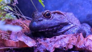 10 Frog Facts / and All of My Frogs