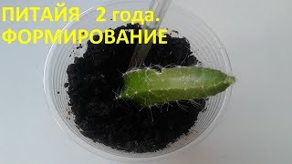 картинка: Питайя 2 года .Формирование.