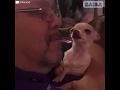Esse Chihuahua não vai deixar seu pai parar de lhe beijar.