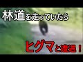 【ヒグマと遭遇！】林道をバイクで走っていたら… セロー２２５