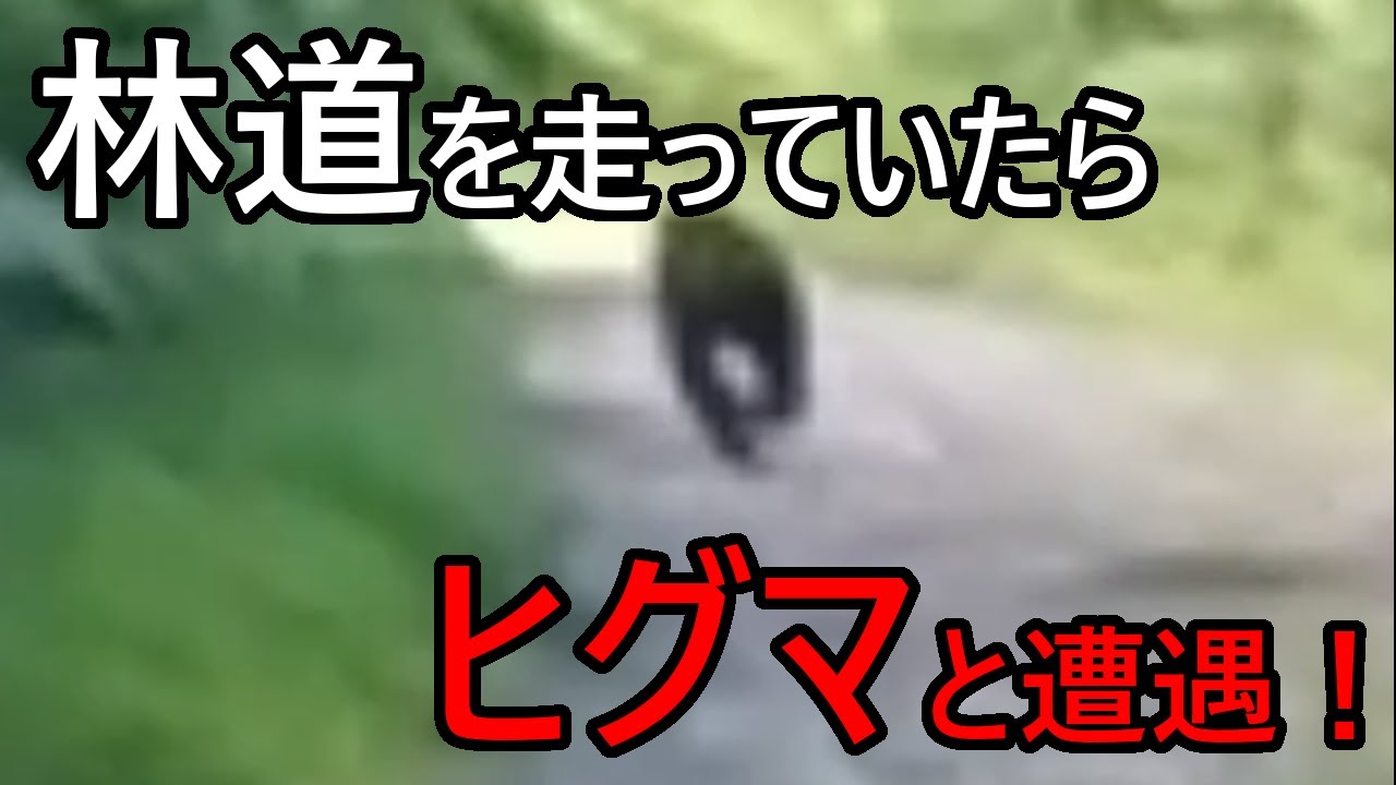 【ヒグマと遭遇！】【大千軒岳】林道をバイクで走っていたら… セロー２２５